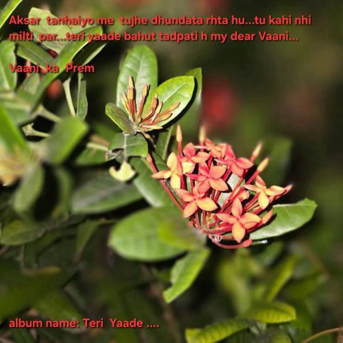 Teri Yaade
