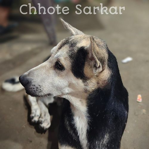 Chhote Sarkar